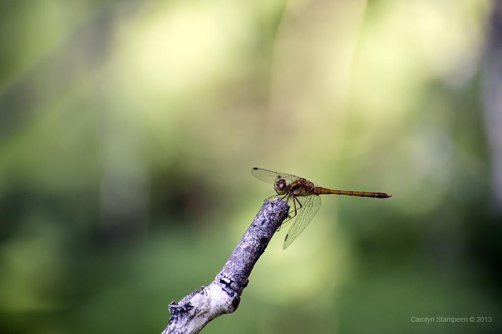 _DSC6682wallacebay_1024