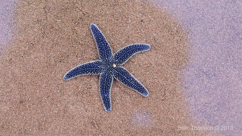 Starfish8608