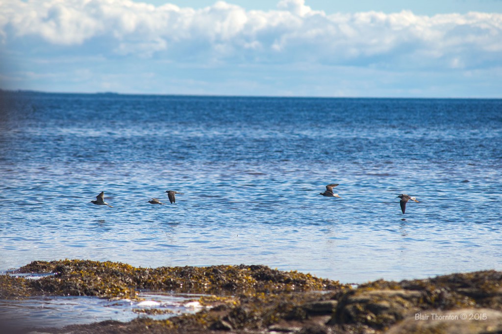 shorebirds