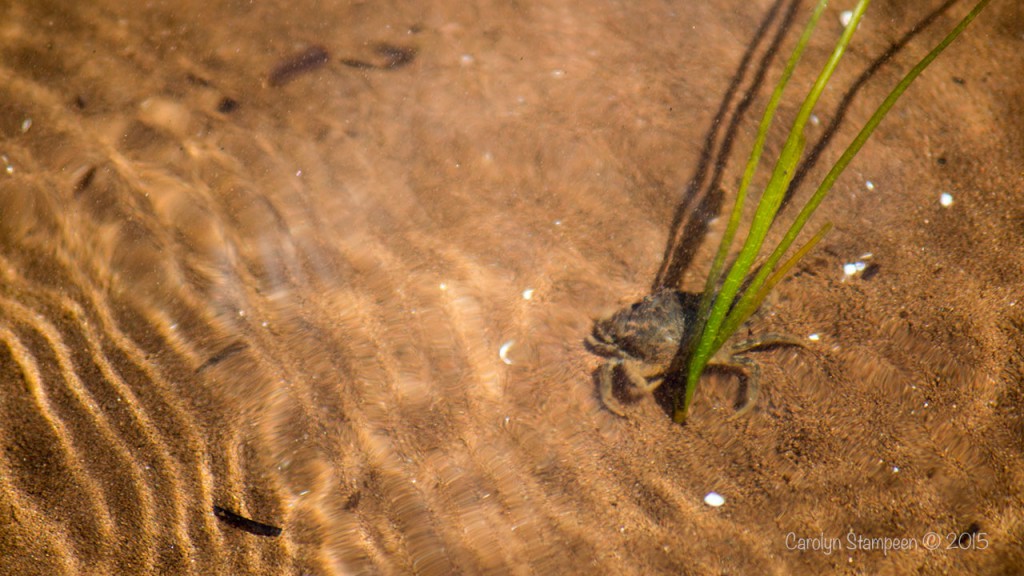 Rock Crab, Nova Scotia