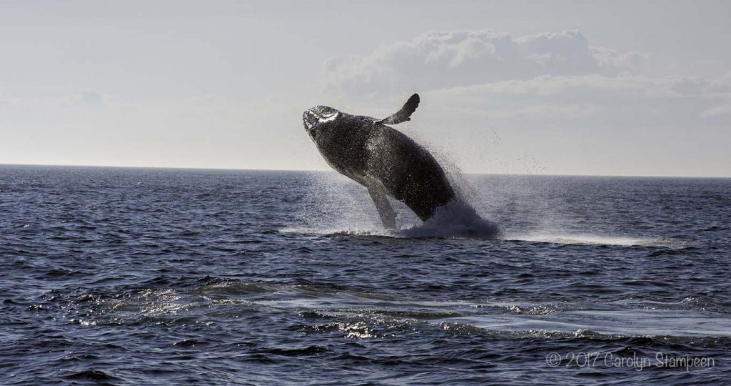 Experience Nova Scotia Whale Watching